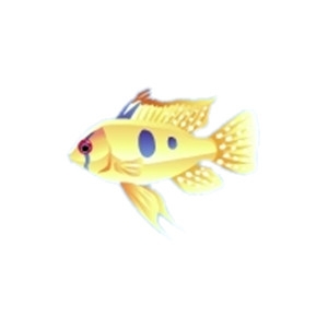 Cichlid 1